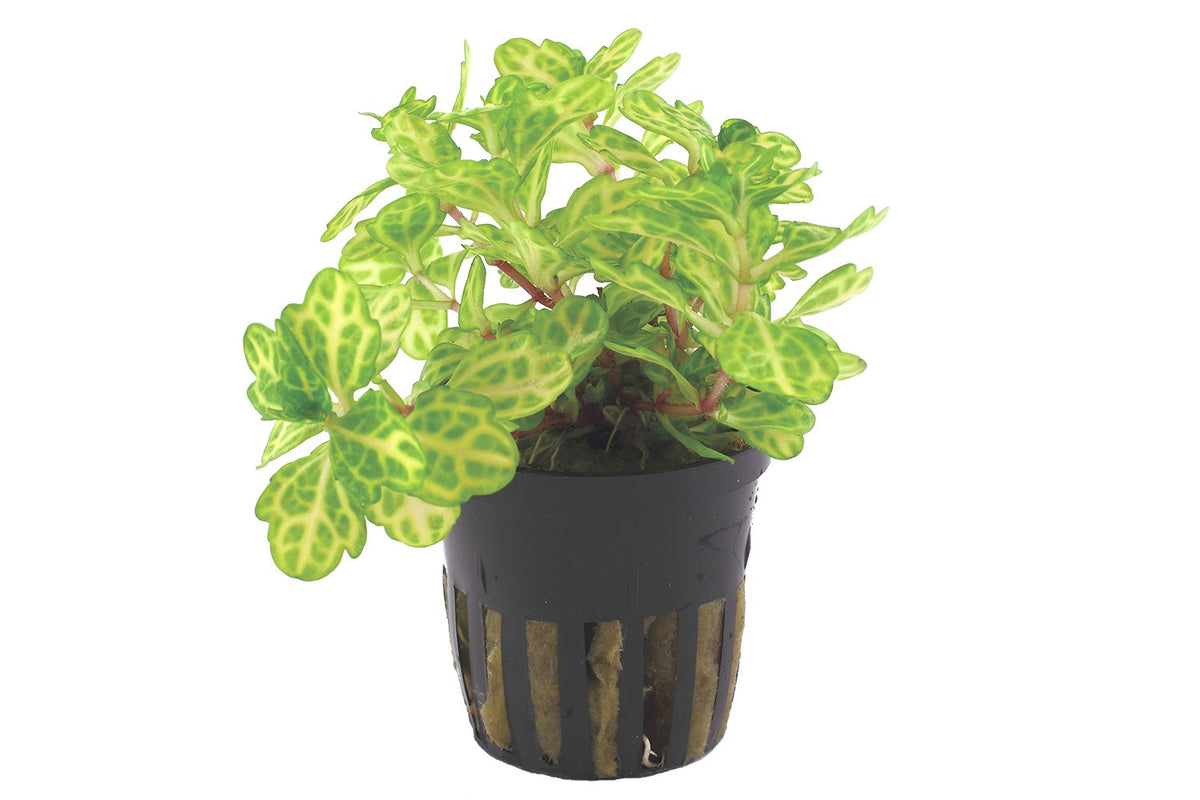 Shinnersia rivularis 'Weiss-Grün' — Potted
