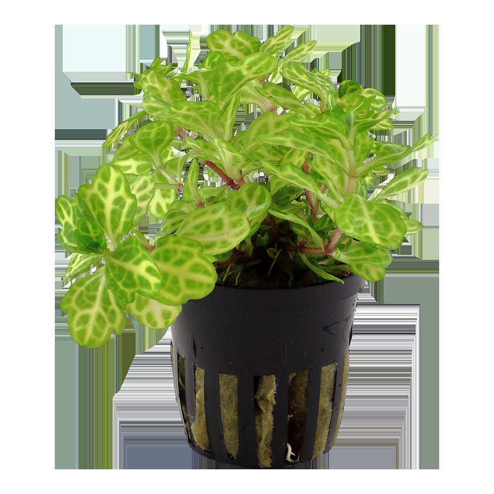 Shinnersia rivularis 'Weiss-Grün' — Potted