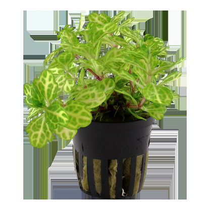 Shinnersia rivularis 'Weiss-Grün' — Potted