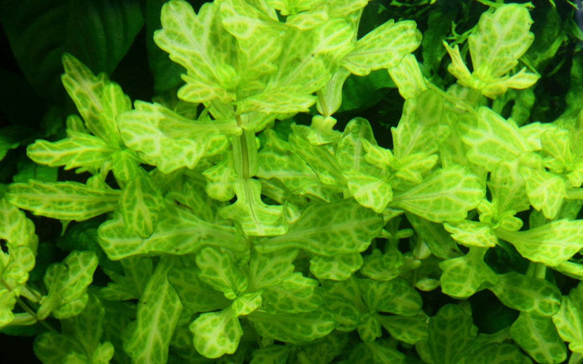 Shinnersia rivularis 'Weiss-Grün' — Potted