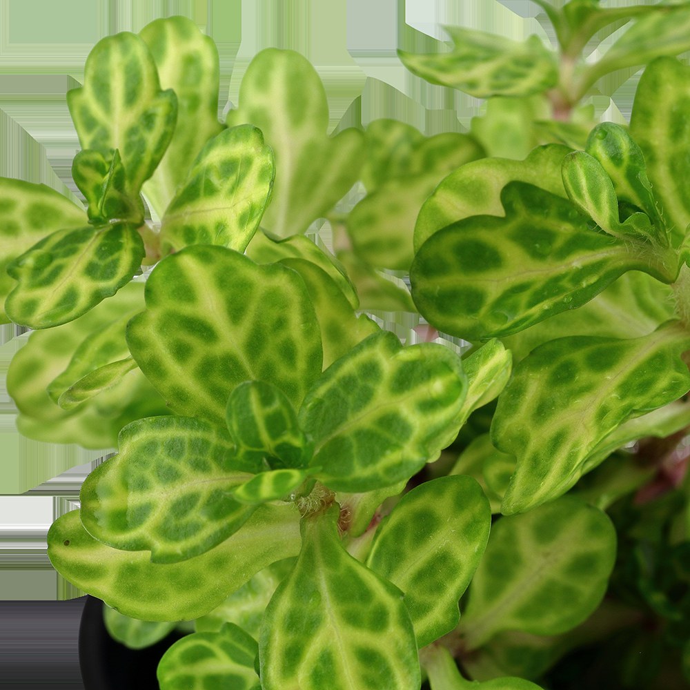 Shinnersia rivularis 'Weiss-Grün' — Potted