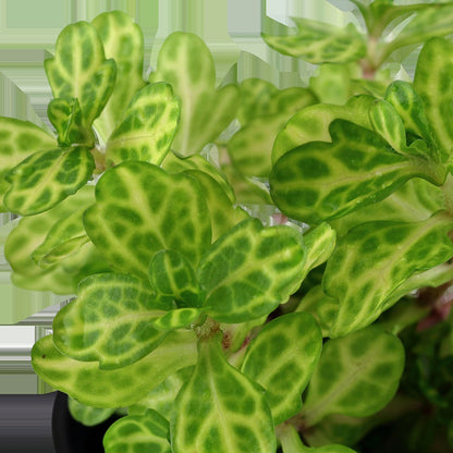 Shinnersia rivularis 'Weiss-Grün' — Potted
