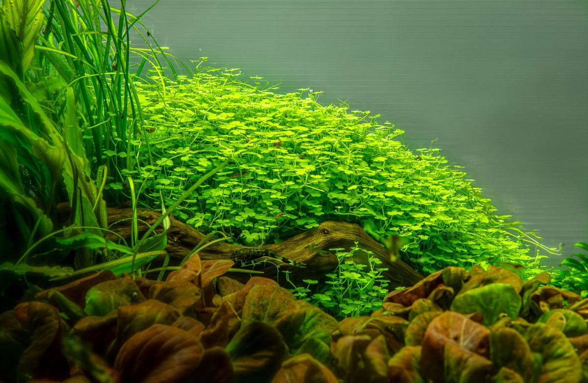Shinnersia rivularis 'Weiss-Grün' — Potted