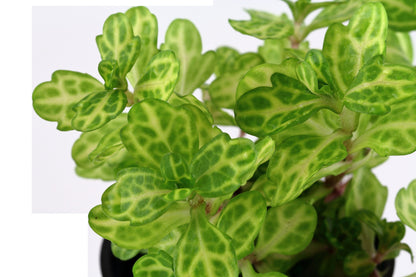 Shinnersia rivularis 'Weiss-Grün' — Potted