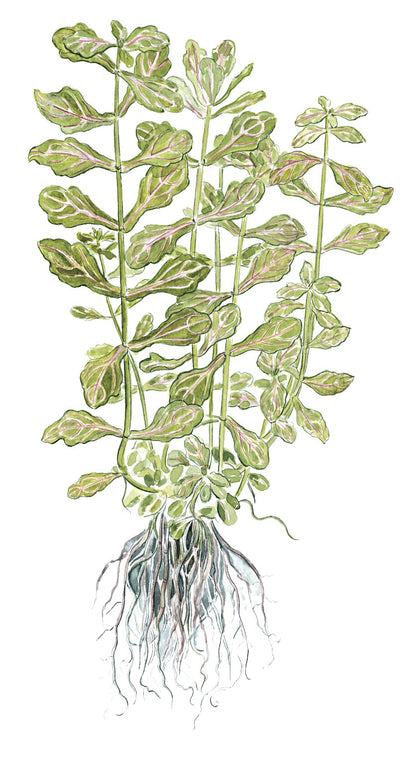 Shinnersia rivularis 'Weiss-Grün' — Potted