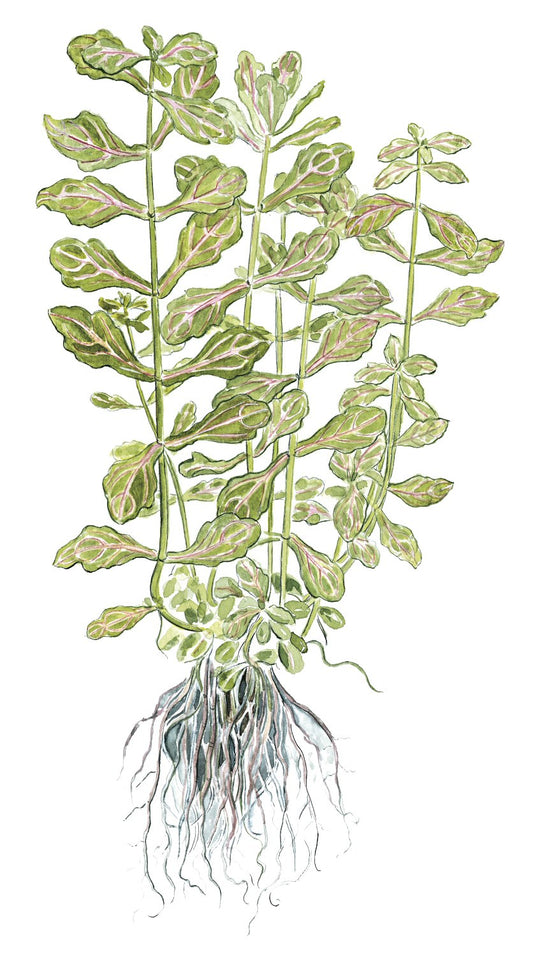 Shinnersia rivularis 'Weiss-Grün' — Potted