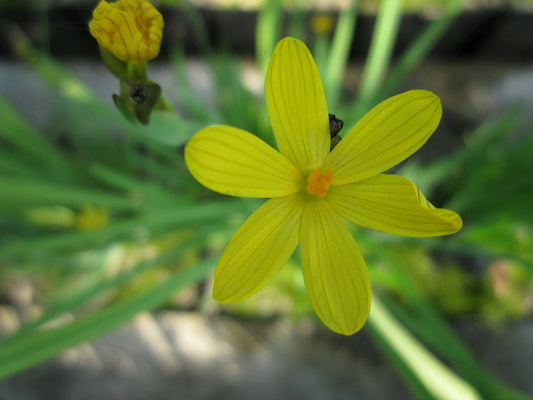 Sisyrinchium californicum - Yellow-Flowering Marginal Pond Plant