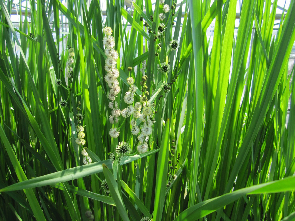 Sparganium erectum Native Marginal Pond Plant