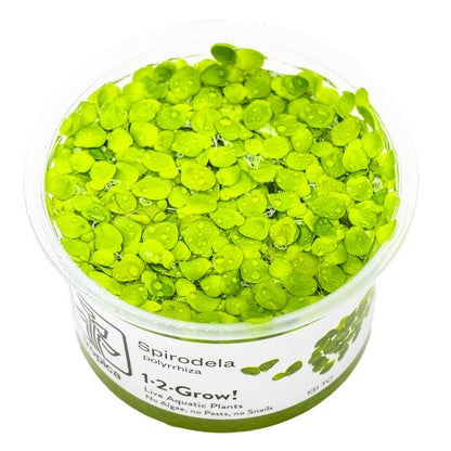 Spirodela polyrrhiza (Greater Duckweed) - 1-2-Grow! Format — 1-2-Grow!