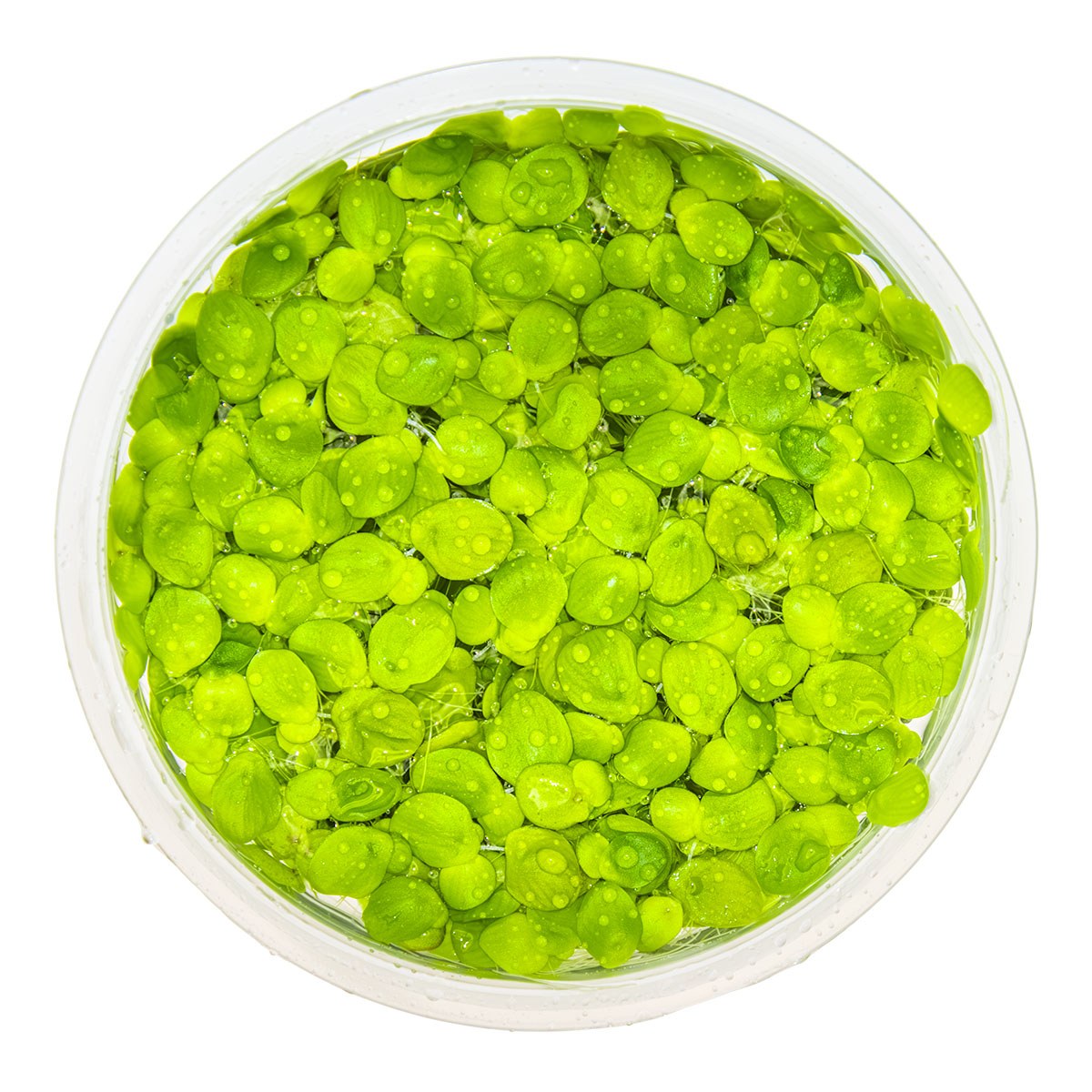 Spirodela polyrrhiza (Greater Duckweed) - 1-2-Grow! Format — 1-2-Grow!