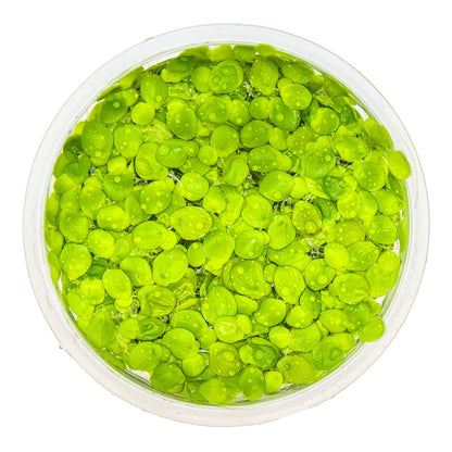 Spirodela polyrrhiza (Greater Duckweed) - 1-2-Grow! Format — 1-2-Grow!