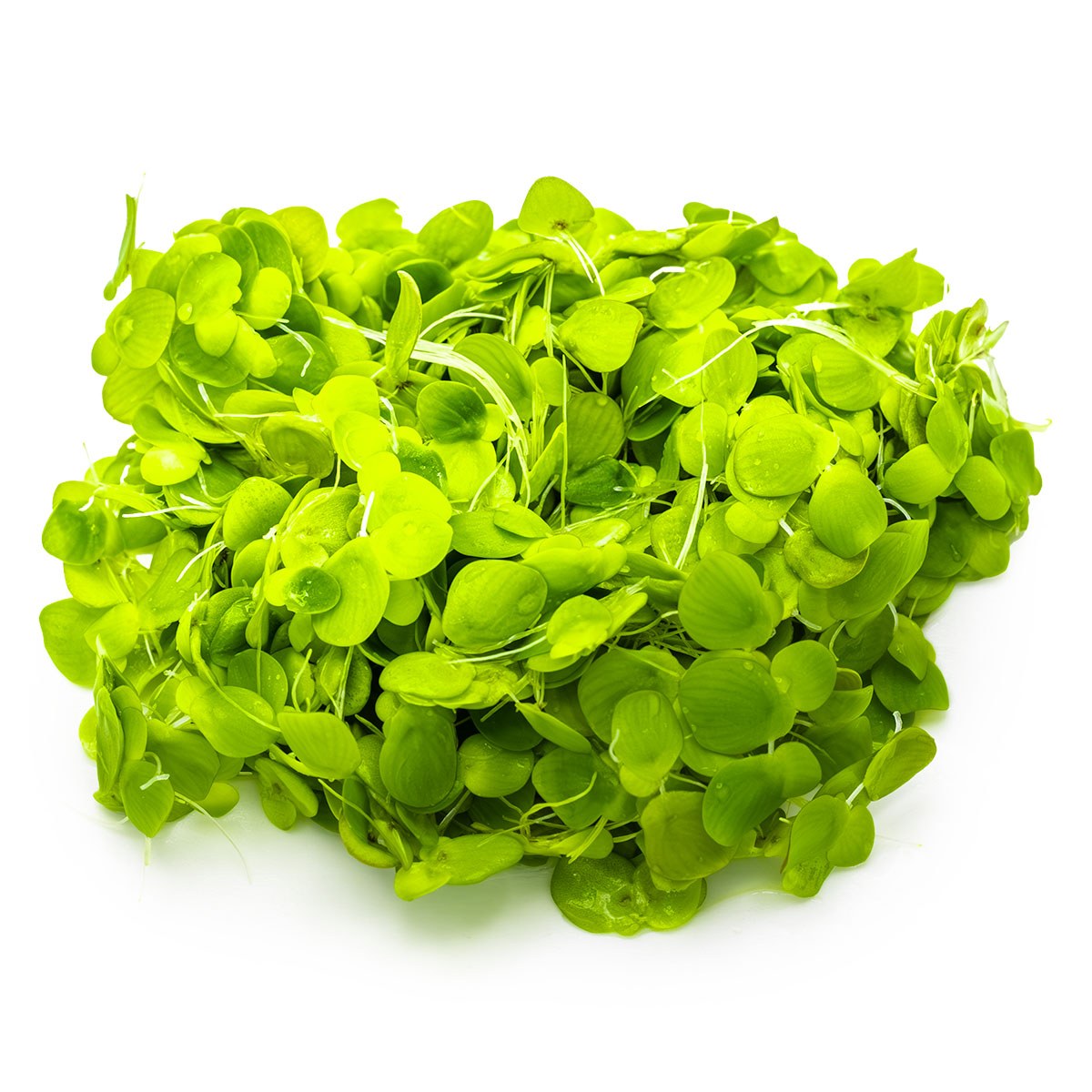 Spirodela polyrrhiza (Greater Duckweed) - 1-2-Grow! Format — 1-2-Grow!