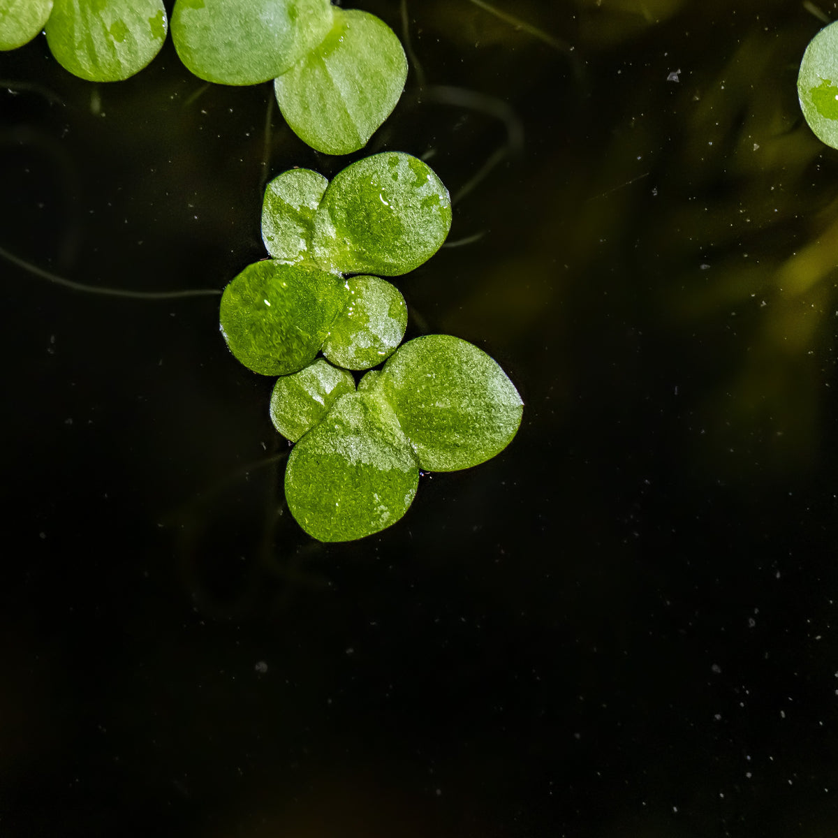 Spirodela polyrrhiza (Greater Duckweed) - 1-2-Grow! Format — 1-2-Grow!