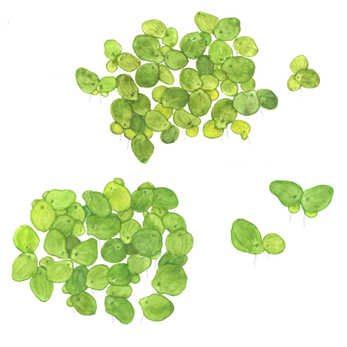 Spirodela polyrrhiza (Greater Duckweed) - 1-2-Grow! Format — 1-2-Grow!
