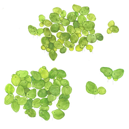 Spirodela polyrrhiza (Greater Duckweed) - 1-2-Grow! Format — 1-2-Grow!