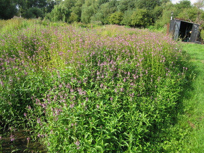 Stachys palustris Marginal Pond Plant