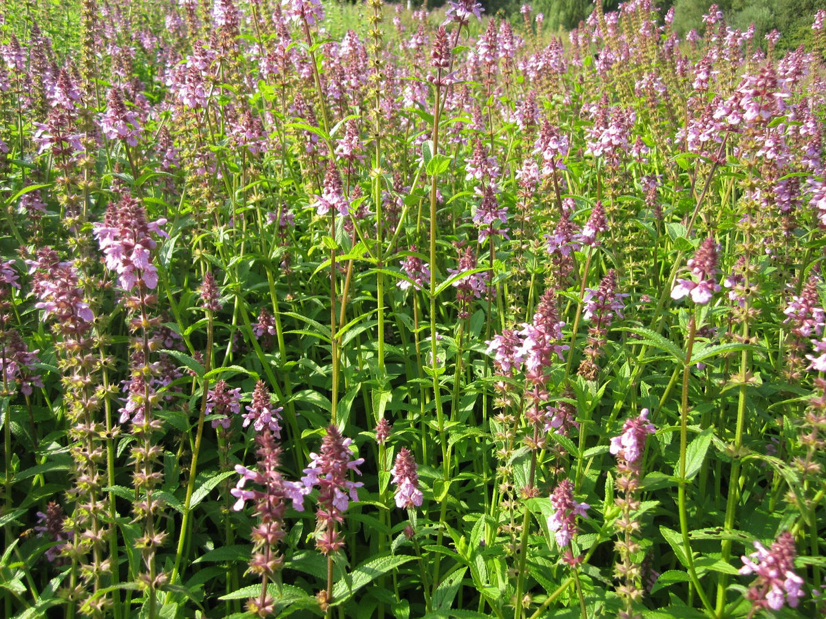 Stachys palustris Marginal Pond Plant