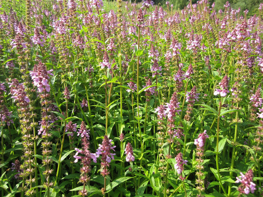Stachys palustris Marginal Pond Plant
