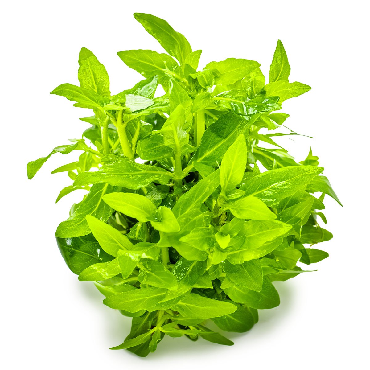 Staurogyne repens - Compact Foreground Carpet Plant — 1-2-Grow!