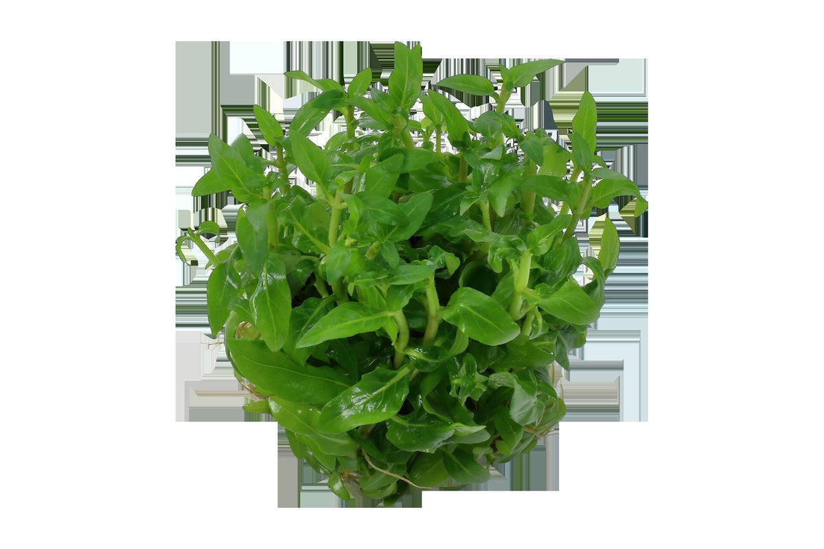 Staurogyne repens - Compact Foreground Carpet Plant — 1-2-Grow!