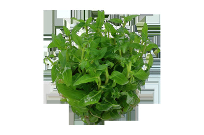 Staurogyne repens - Compact Foreground Carpet Plant — 1-2-Grow!