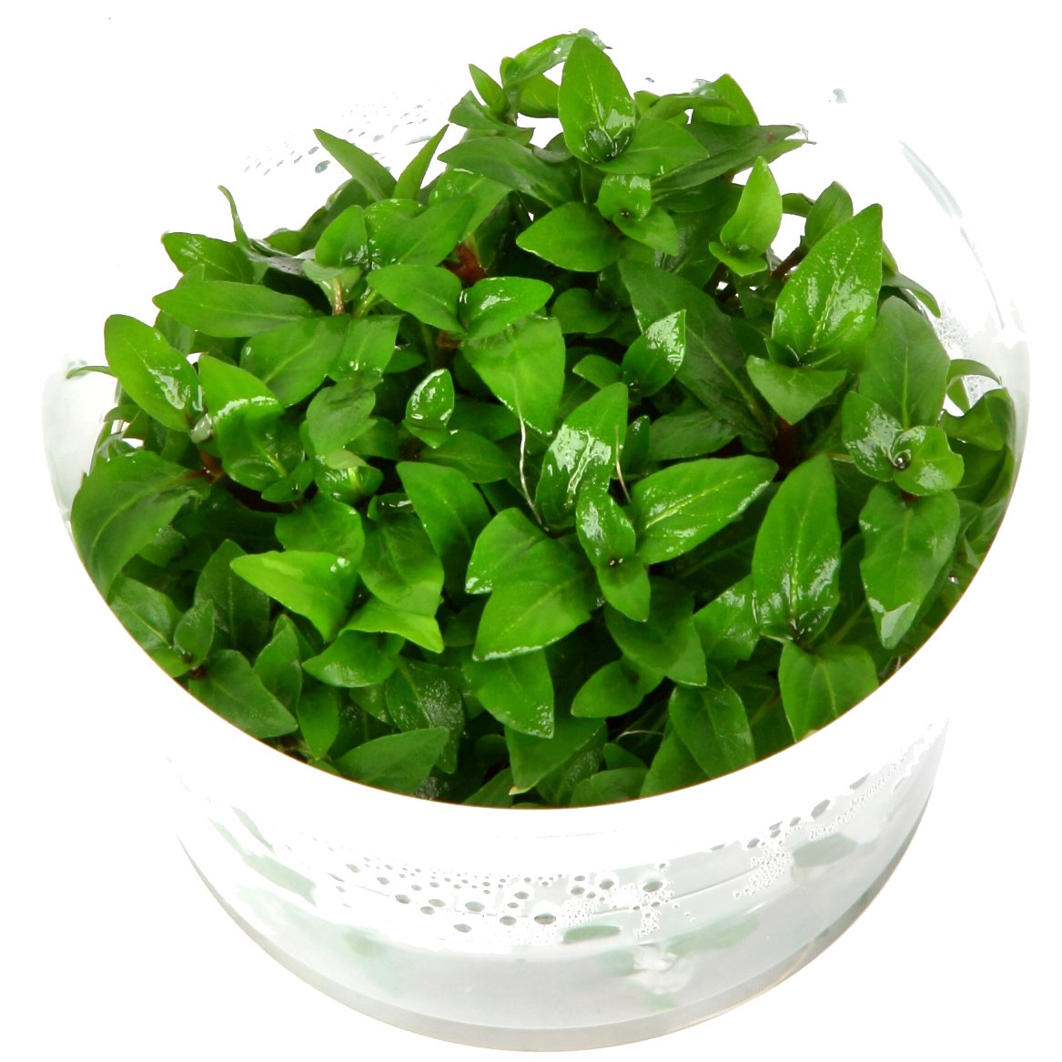 Staurogyne repens - Compact Foreground Carpet Plant — 1-2-Grow!