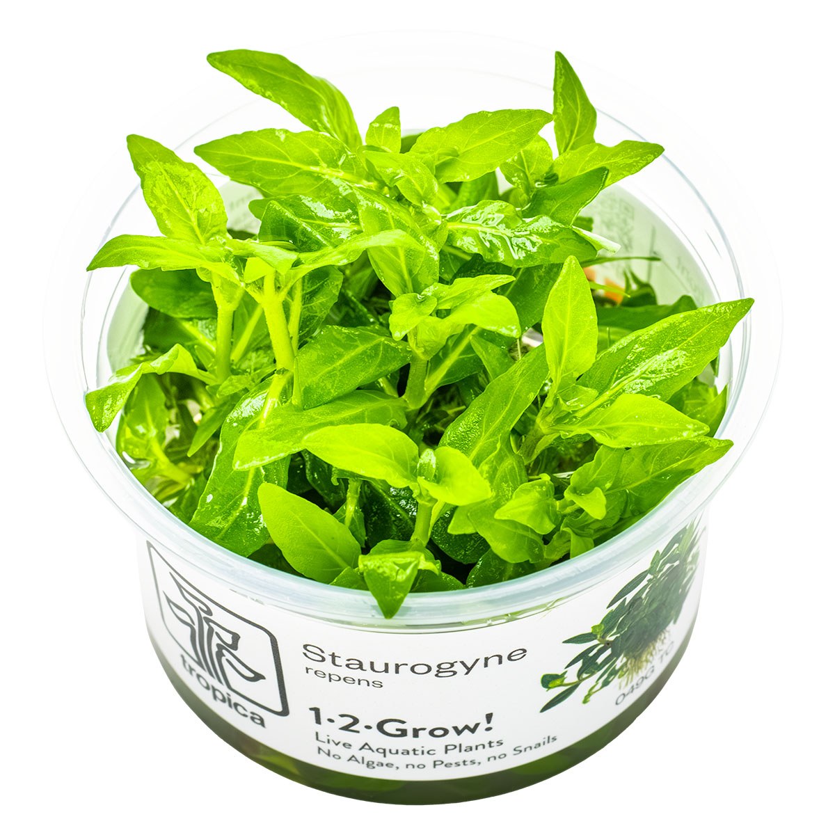 Staurogyne repens - Compact Foreground Carpet Plant — 1-2-Grow!