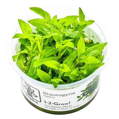 Staurogyne repens - Compact Foreground Carpet Plant — 1-2-Grow!