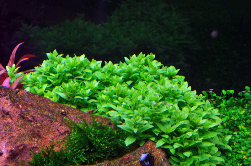 Staurogyne repens - Compact Foreground Carpet Plant