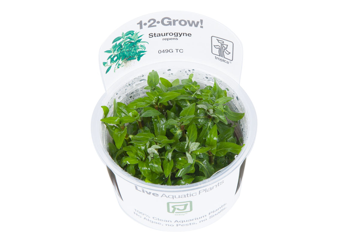 Staurogyne repens - Compact Foreground Carpet Plant