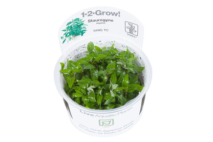 Staurogyne repens - Compact Foreground Carpet Plant