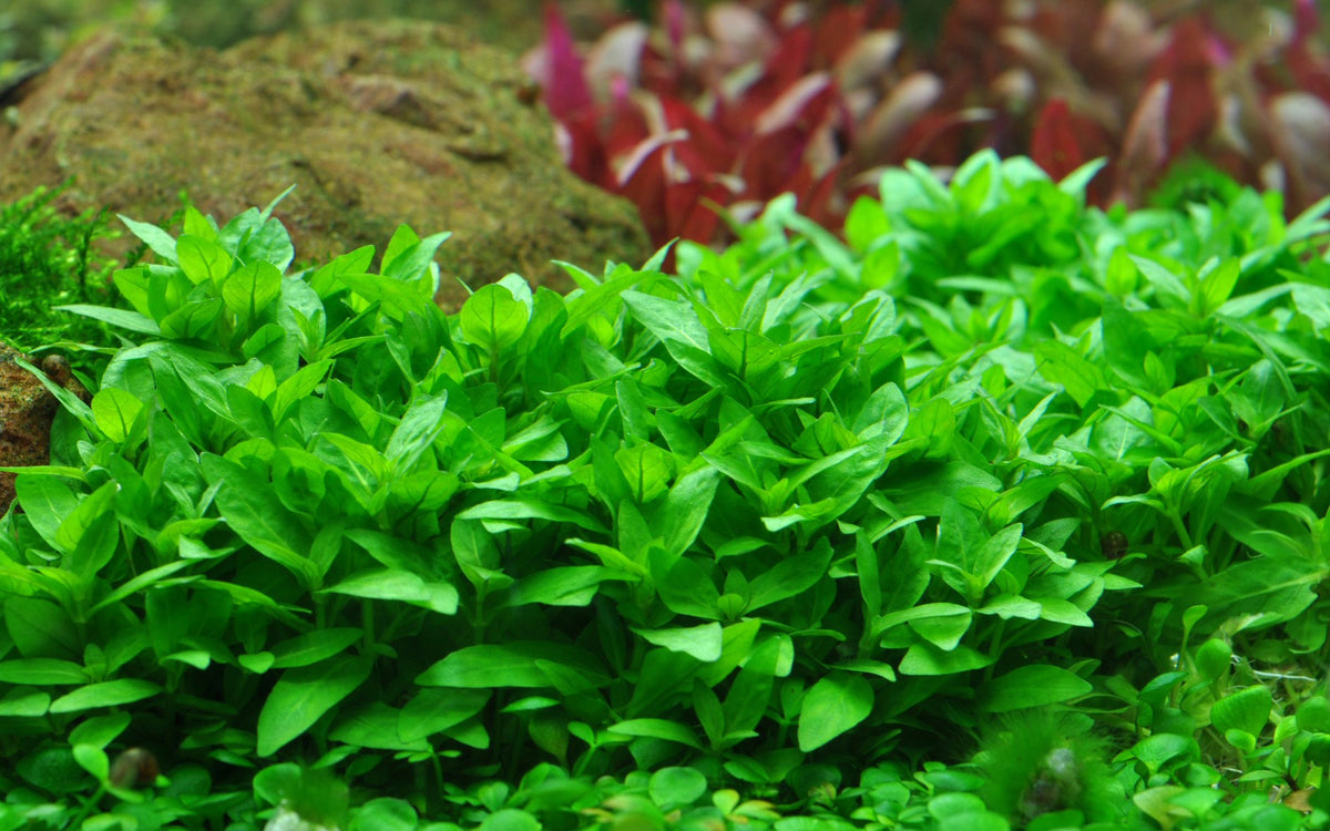 Staurogyne repens - Compact Foreground Carpet Plant — Potted
