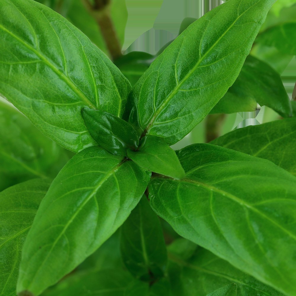 Staurogyne repens - Compact Foreground Carpet Plant — Potted