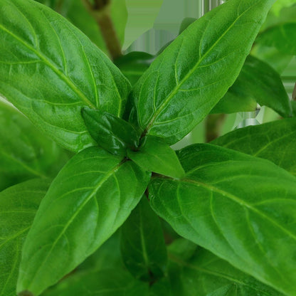 Staurogyne repens - Compact Foreground Carpet Plant — Potted