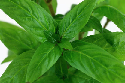 Staurogyne repens - Compact Foreground Carpet Plant — Potted
