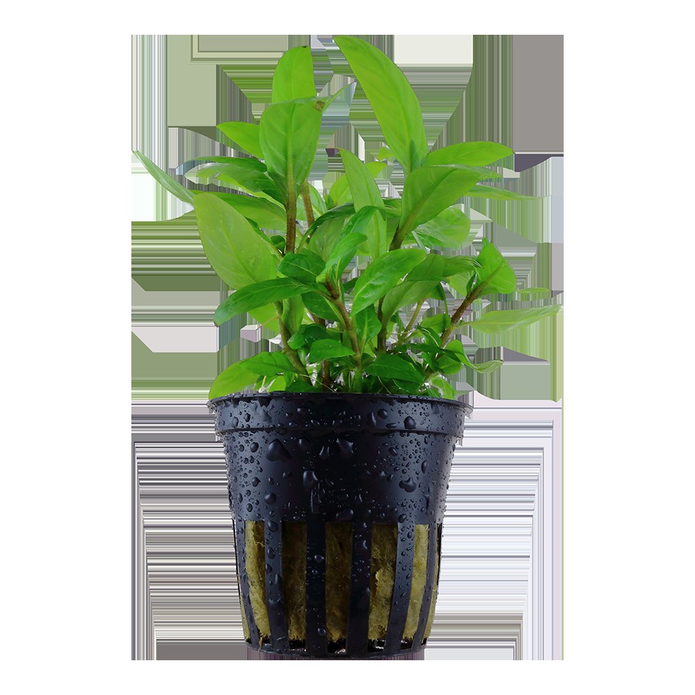 Staurogyne repens - Compact Foreground Carpet Plant — Potted