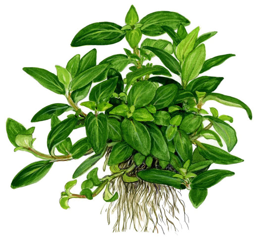 Staurogyne repens - Compact Foreground Carpet Plant