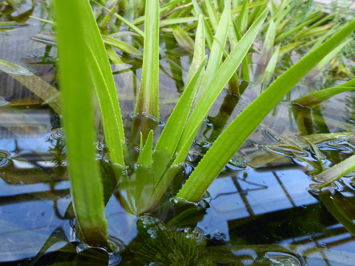 Stratiotes aloides - Native Pond Plant, Pack of 5