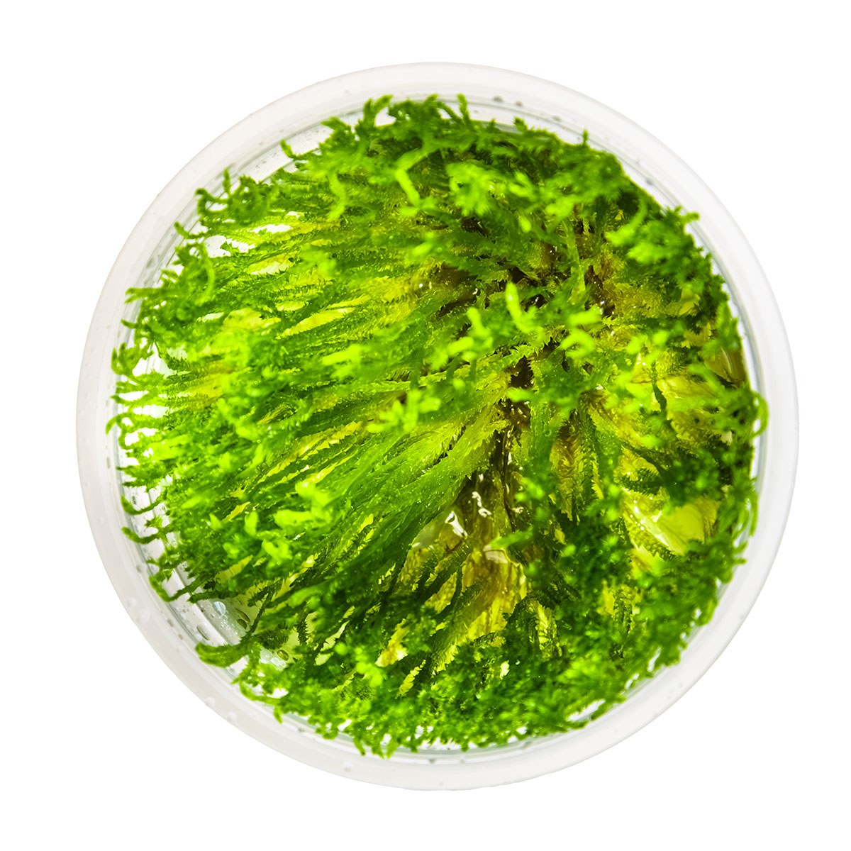 Taxiphyllum alternans 'Taiwan Moss' — 1-2-Grow!