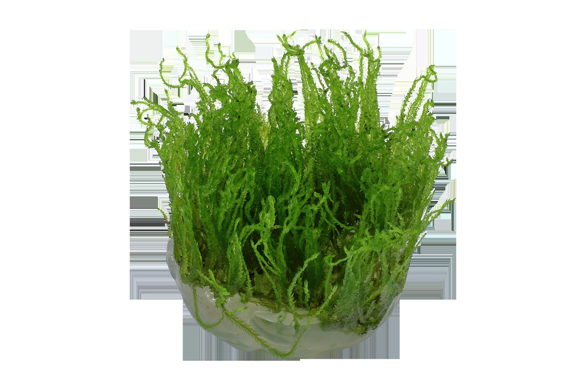 Taxiphyllum alternans 'Taiwan Moss' — 1-2-Grow!