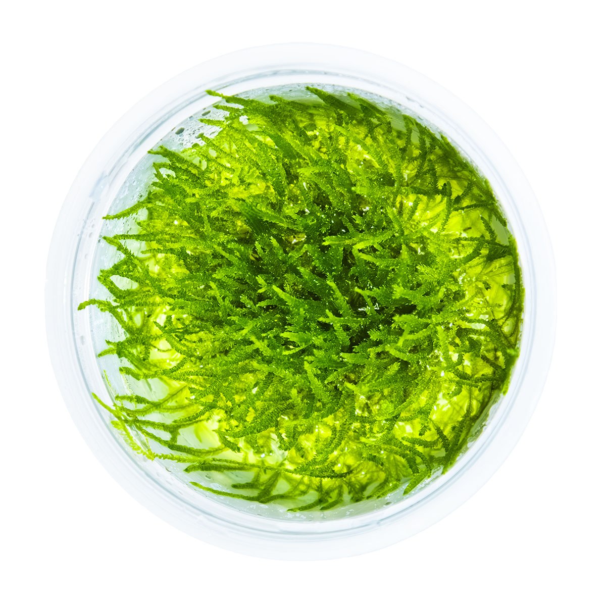 Taxiphyllum barbieri 'Bogor Moss' — 1-2-Grow!