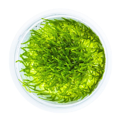 Taxiphyllum barbieri 'Bogor Moss' — 1-2-Grow!