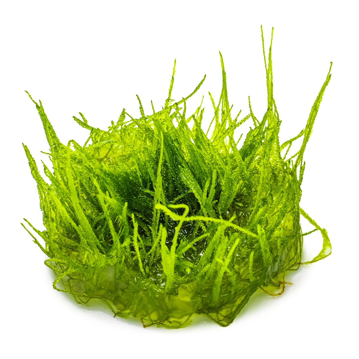 Taxiphyllum barbieri 'Bogor Moss' — 1-2-Grow!