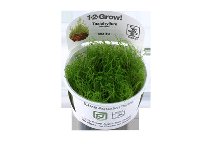 Taxiphyllum barbieri 'Bogor Moss' — 1-2-Grow!