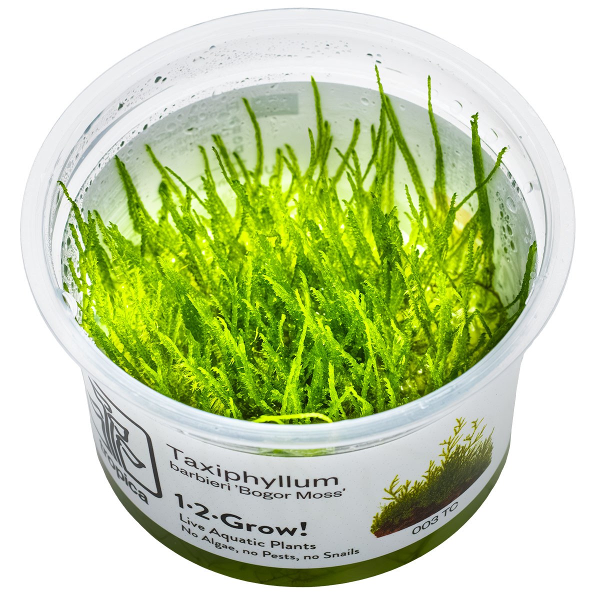 Taxiphyllum barbieri 'Bogor Moss' — 1-2-Grow!