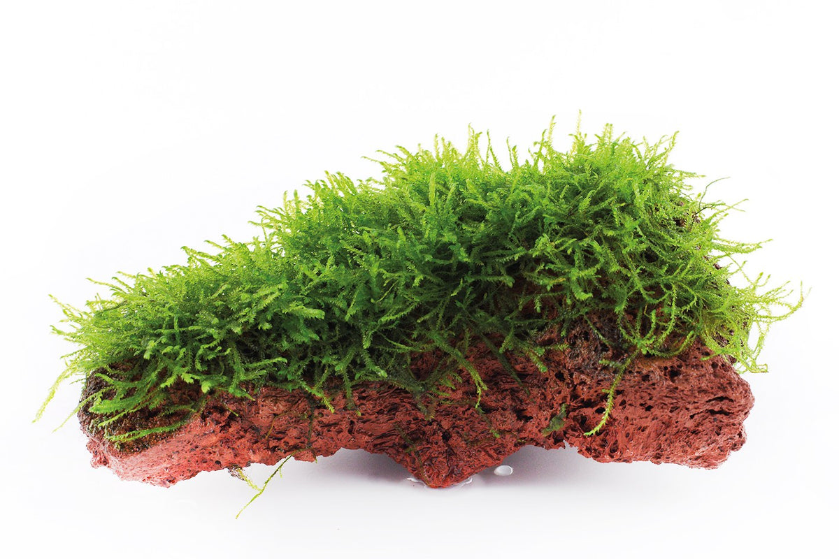 Taxiphyllum barbieri 'Bogor Moss' on Lava Stone — Standard
