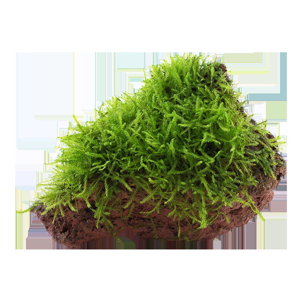 Taxiphyllum barbieri 'Bogor Moss' on Lava Stone — Standard