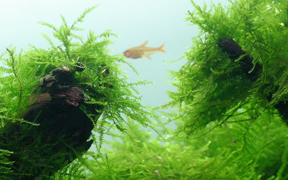 Taxiphyllum barbieri 'Bogor Moss' on Lava Stone — Standard