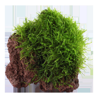 Taxiphyllum barbieri 'Bogor Moss' on Lava Stone — Standard