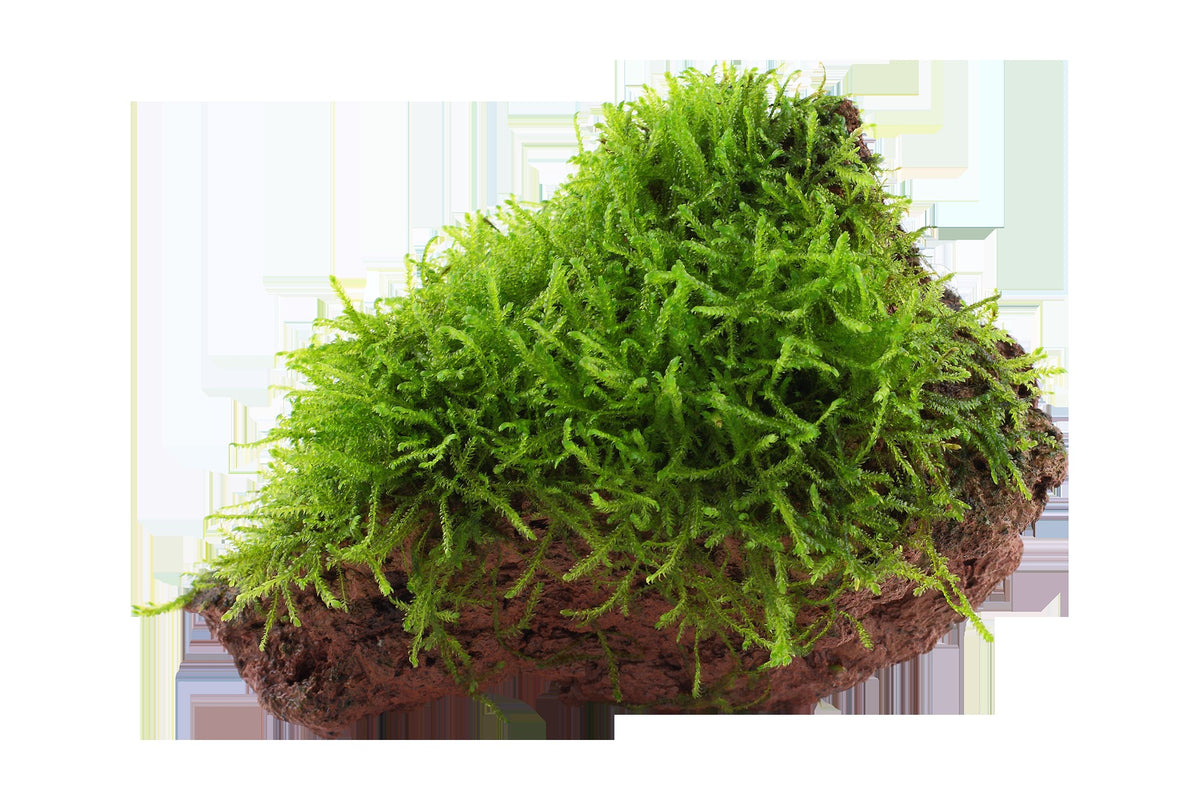 Taxiphyllum barbieri 'Bogor Moss' on Lava Stone — Standard
